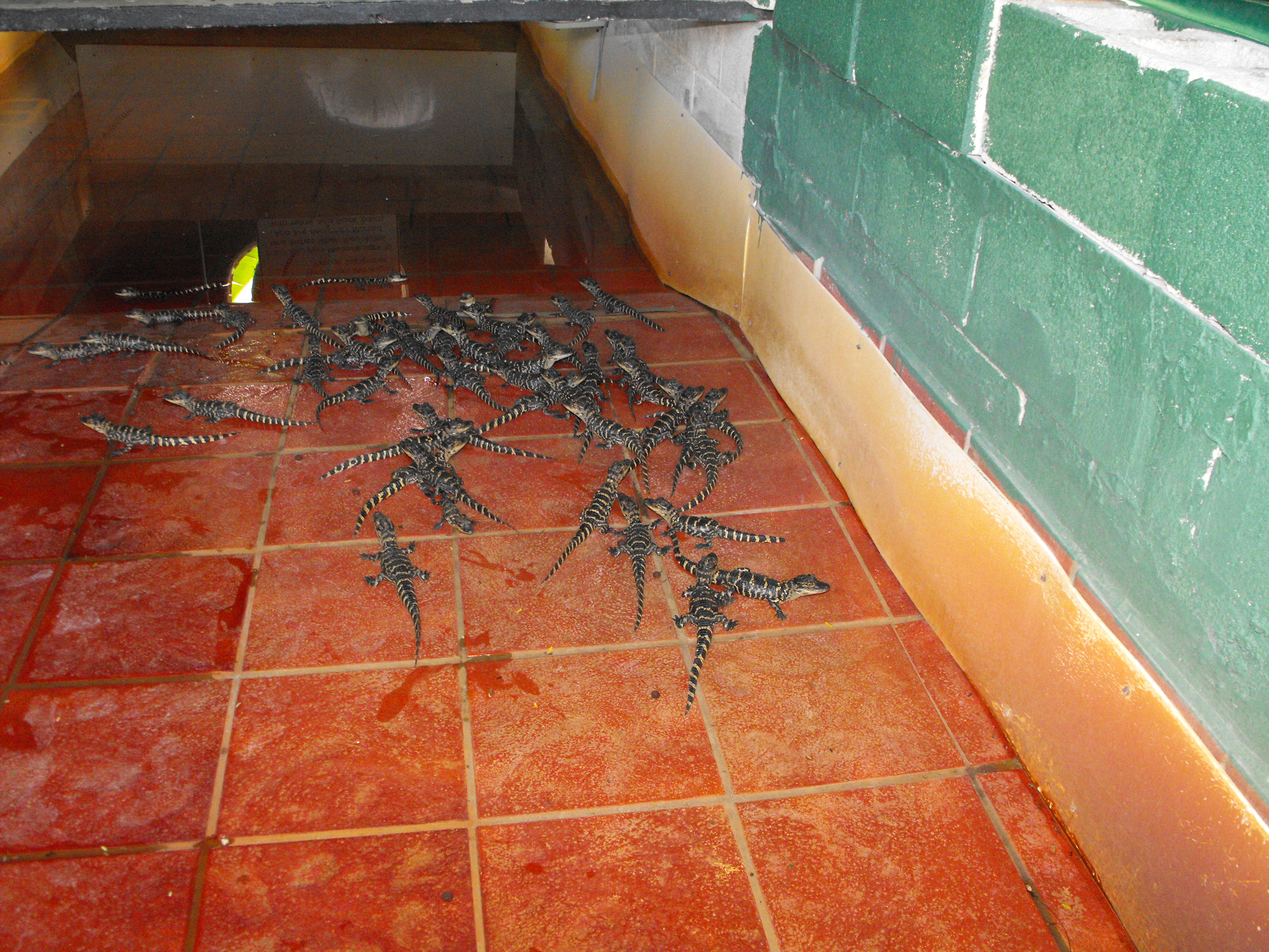 ./2012/Christmas/Aligator Farm/DSCF4287.JPG